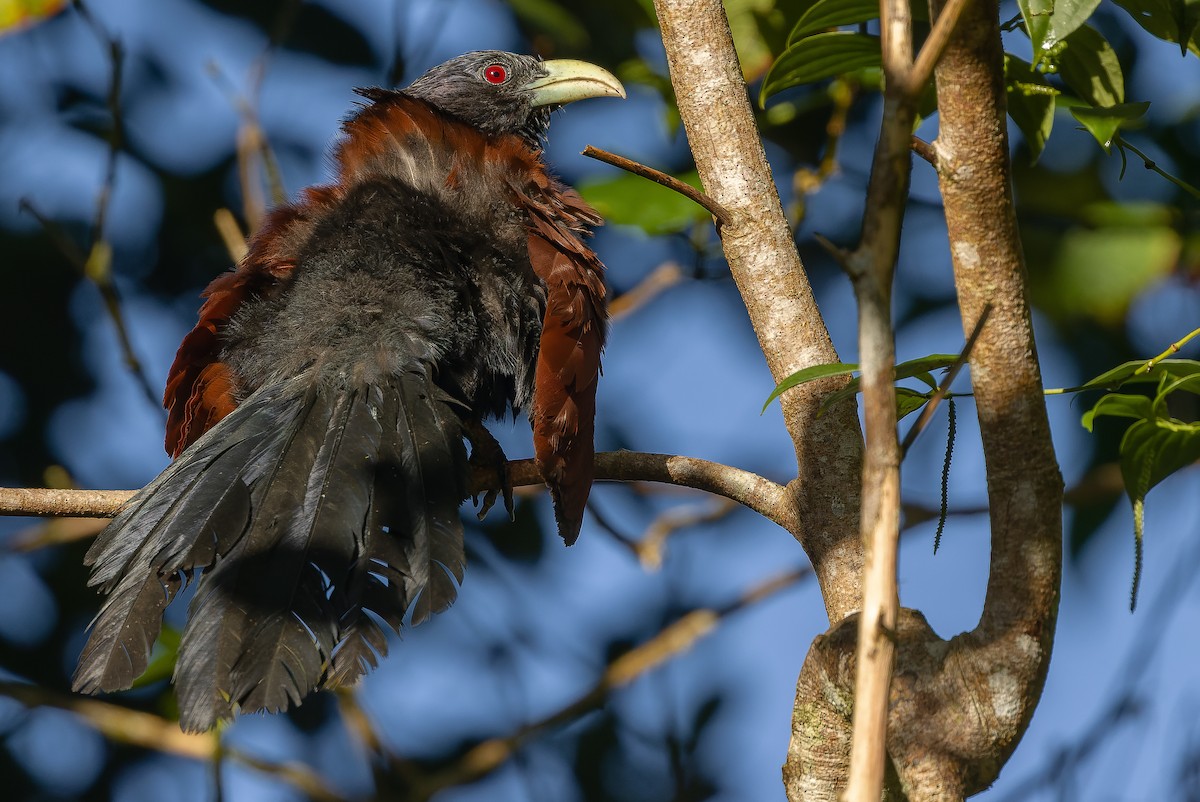 Green-billed Coucal - ML622902591