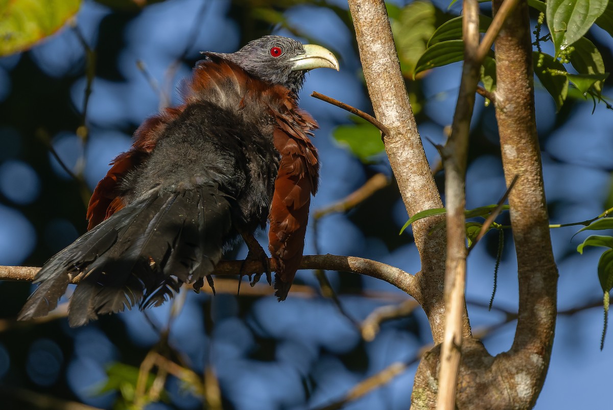 Green-billed Coucal - ML622902592