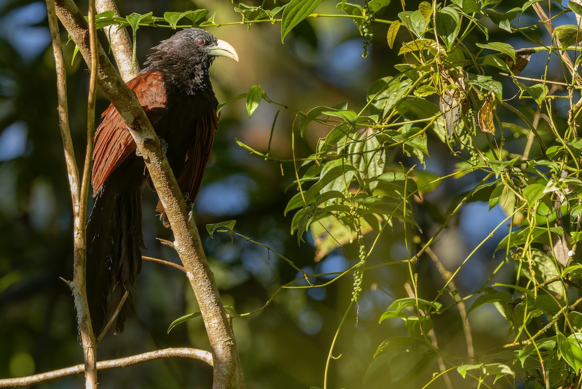 Green-billed Coucal - ML622902593