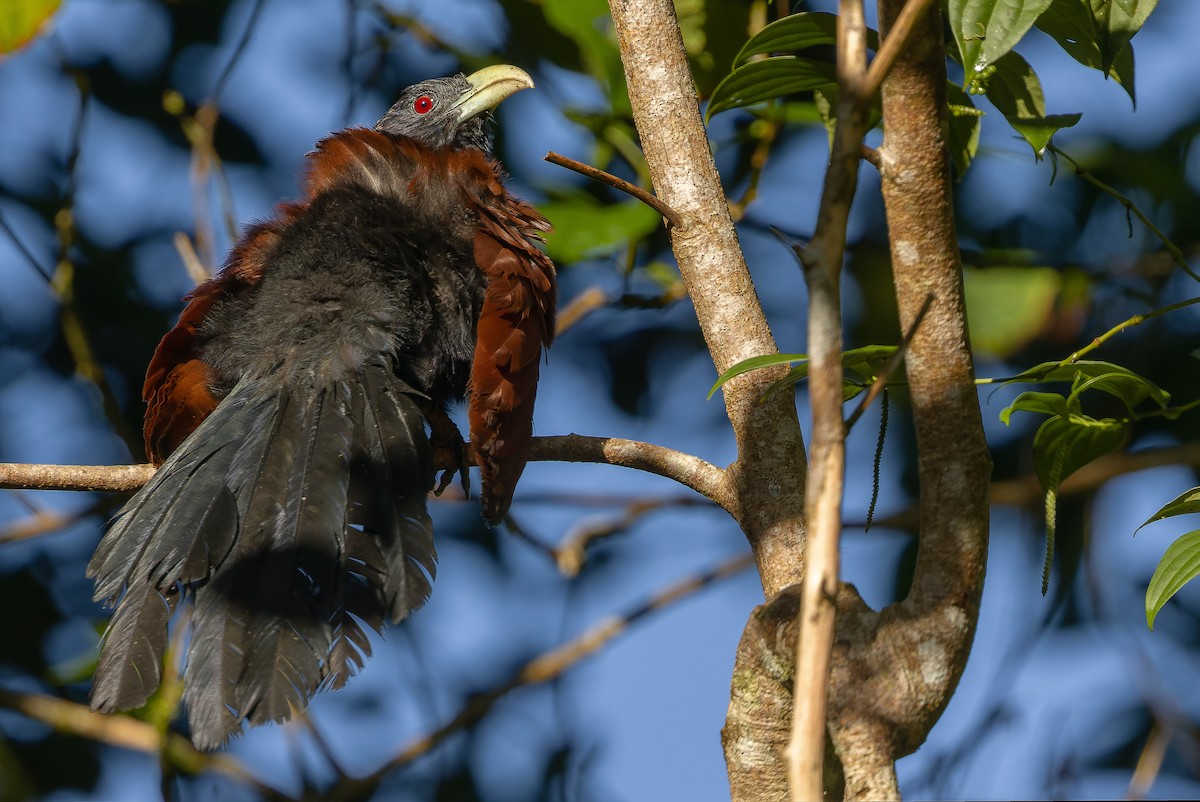 Green-billed Coucal - ML622902594