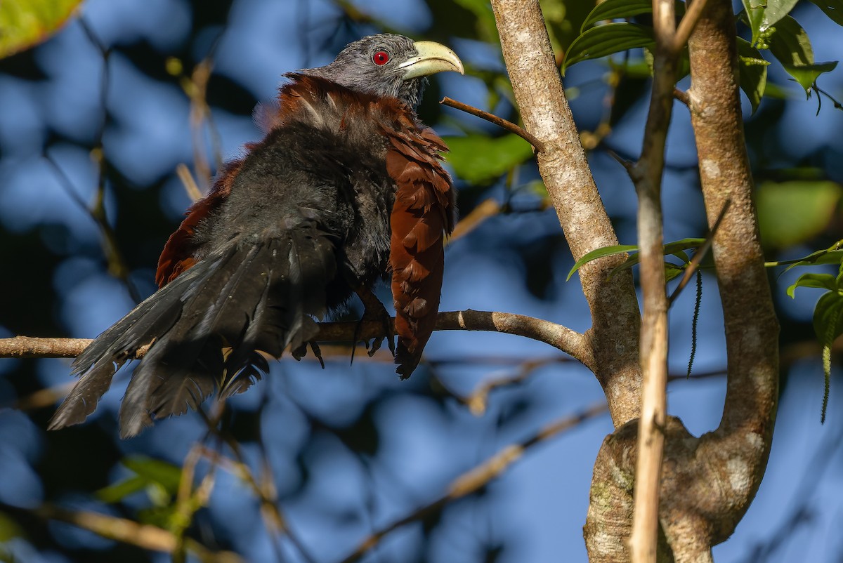 Green-billed Coucal - ML622902595