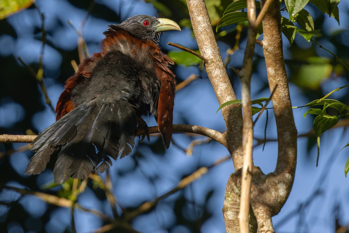 Green-billed Coucal - ML622902596