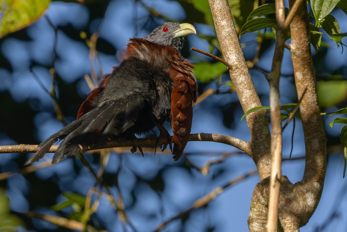 Green-billed Coucal - ML622902597