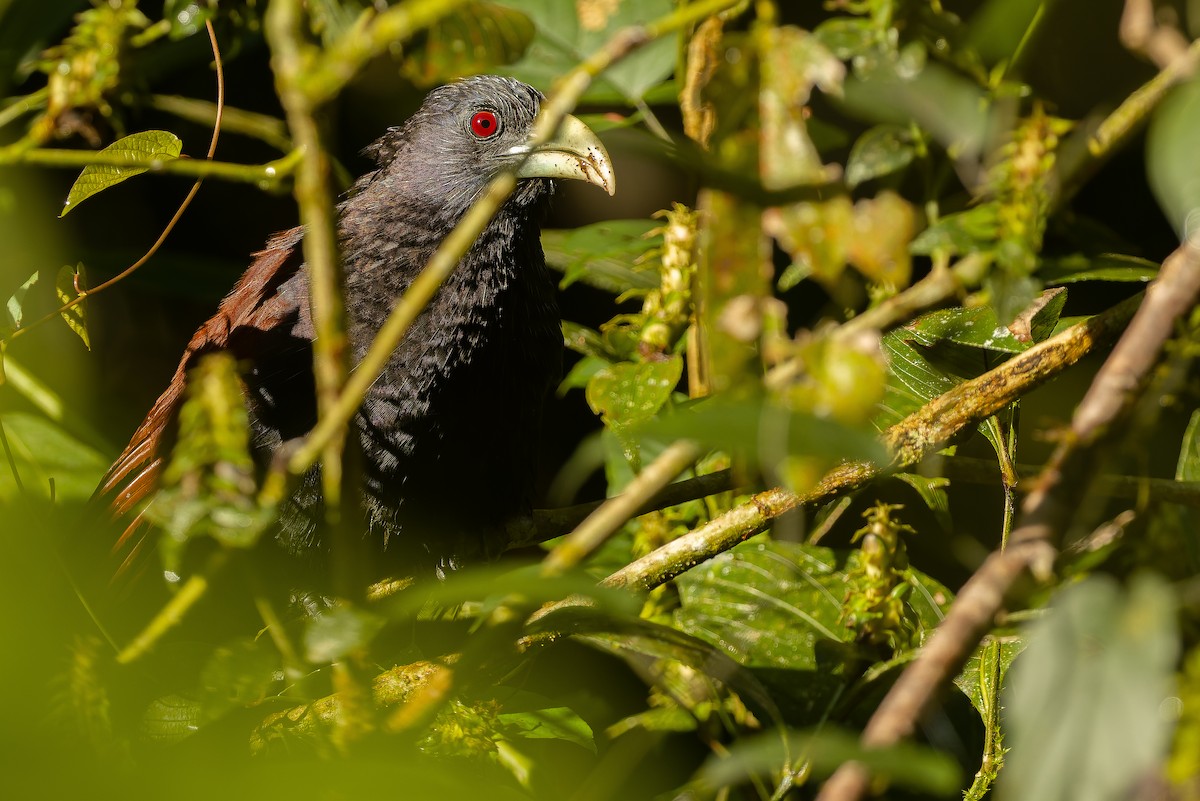 Green-billed Coucal - ML622902598