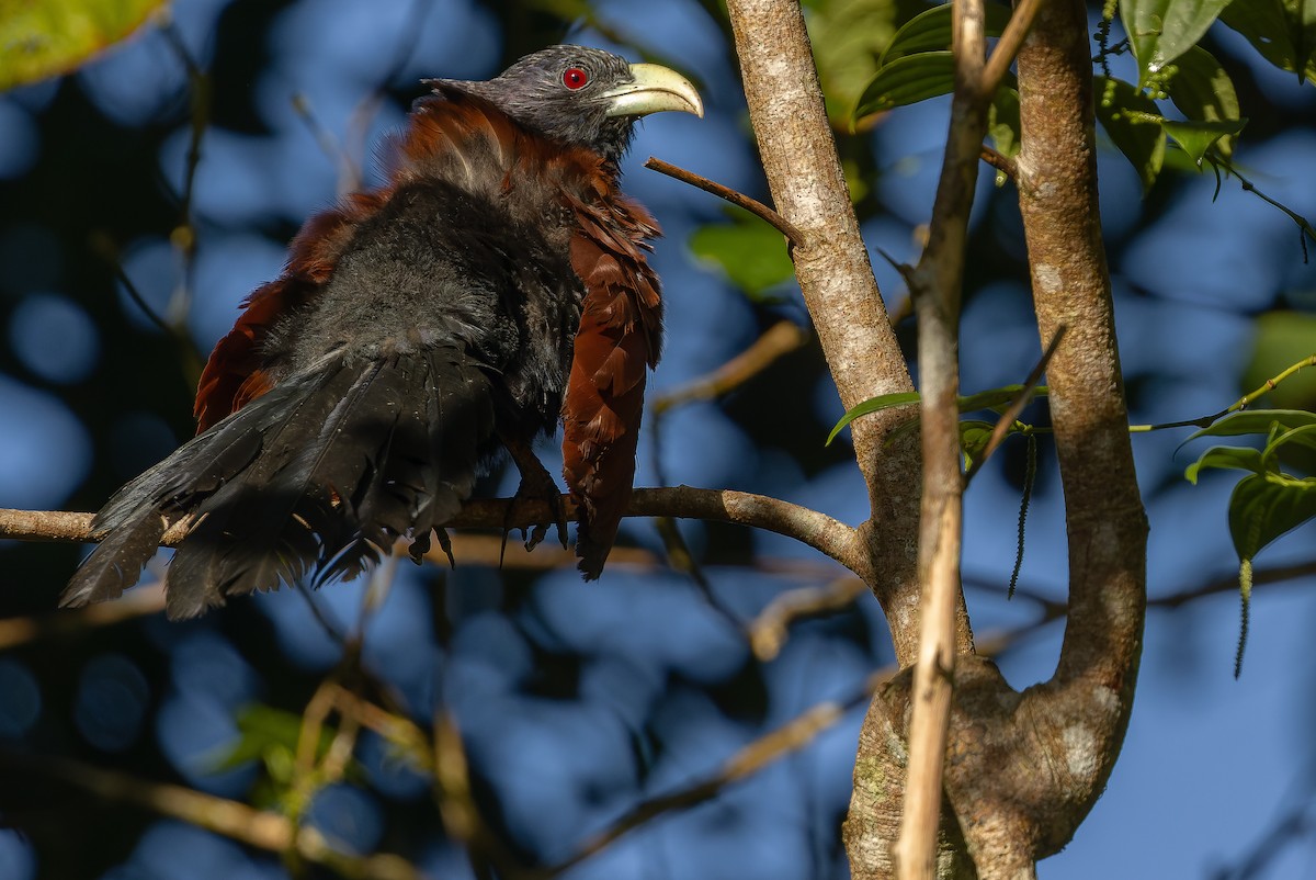 Green-billed Coucal - ML622902599