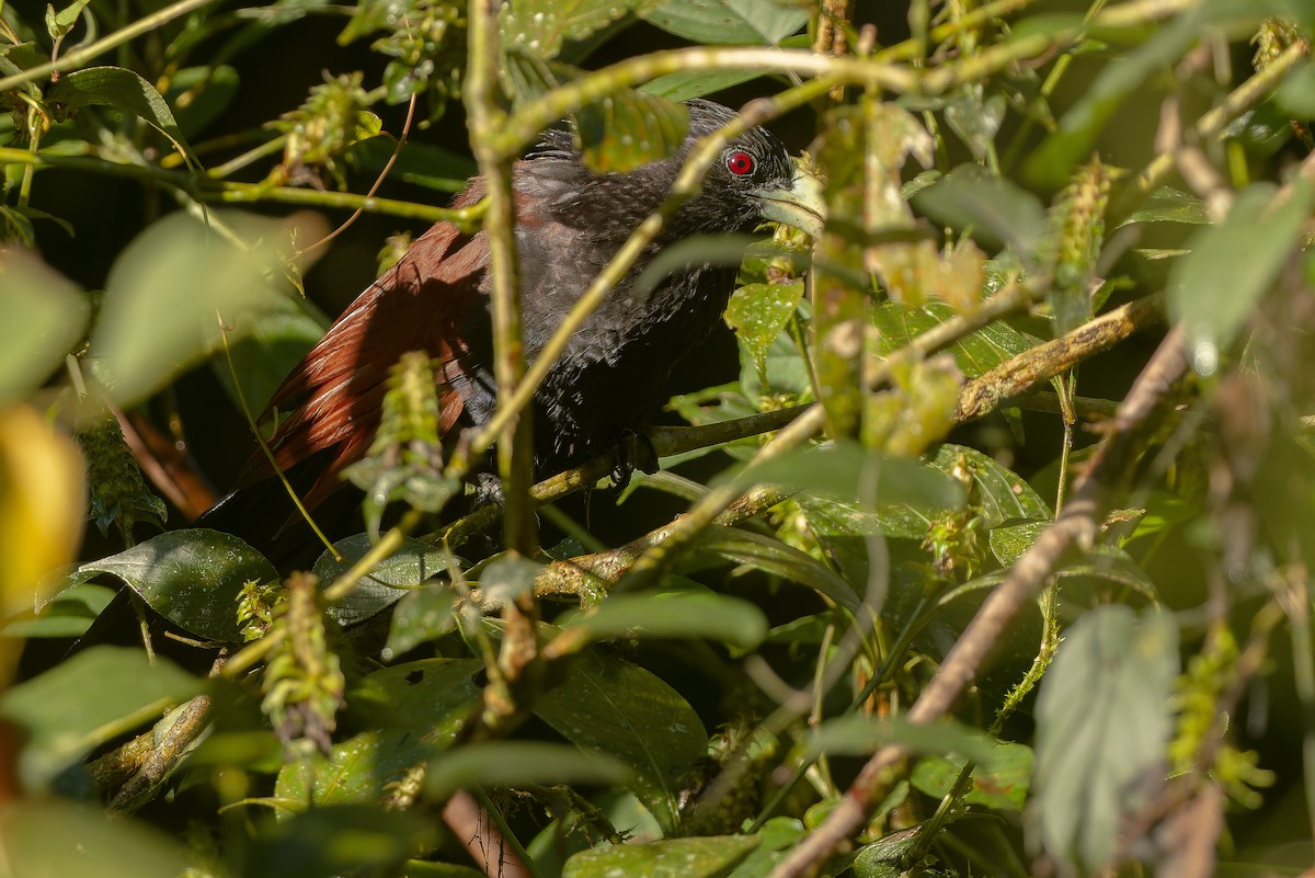 Green-billed Coucal - Joachim Bertrands | Ornis Birding Expeditions