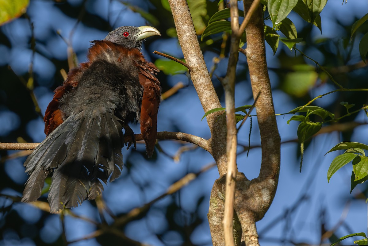 Green-billed Coucal - Joachim Bertrands | Ornis Birding Expeditions