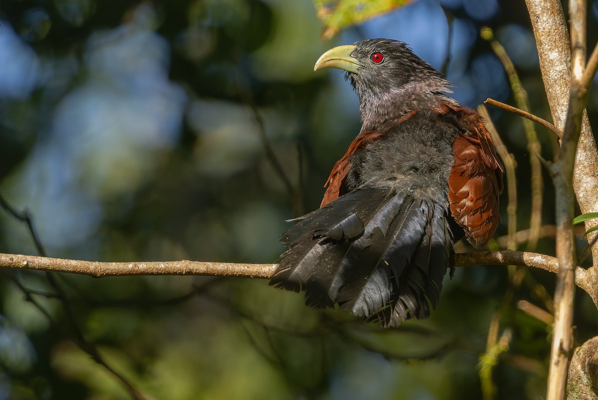 Green-billed Coucal - ML622902602