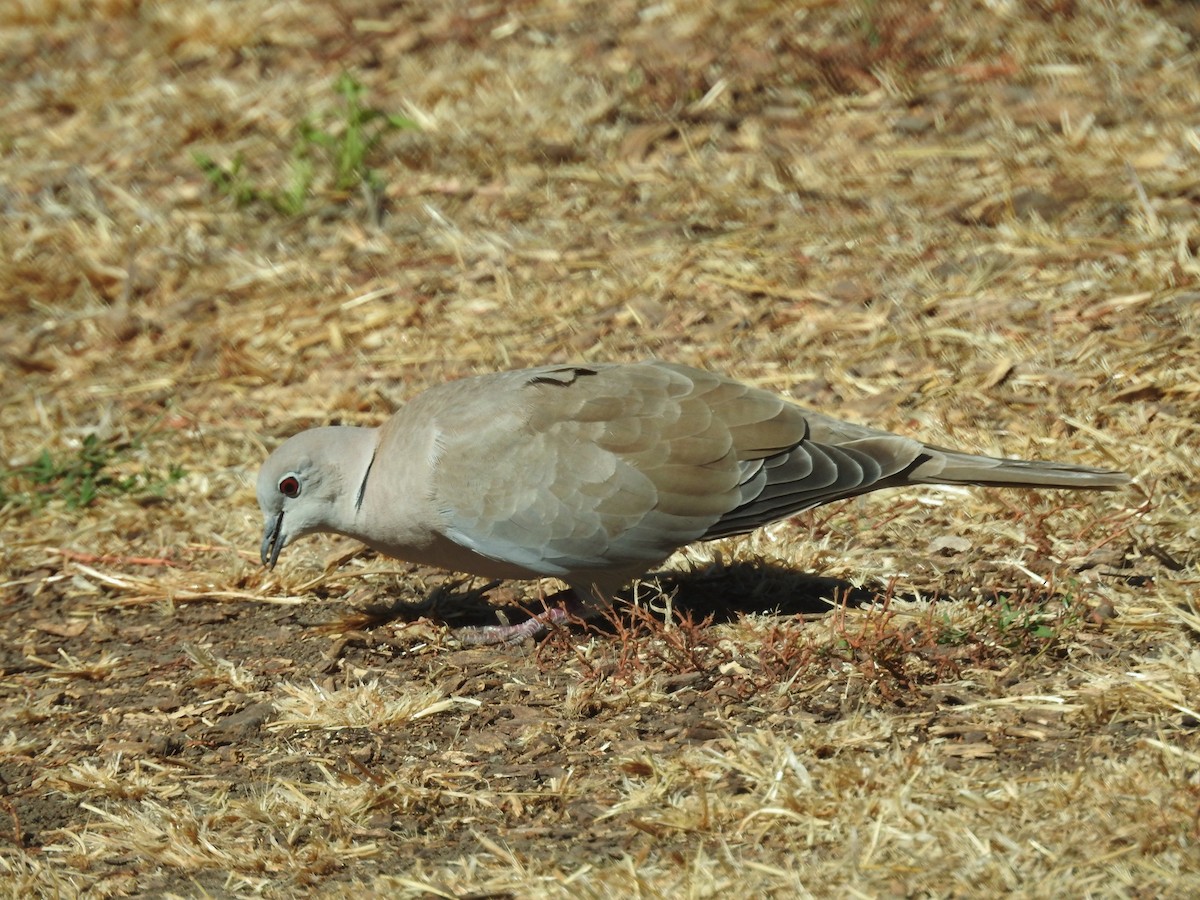 Eurasian Collared-Dove - ML622902615