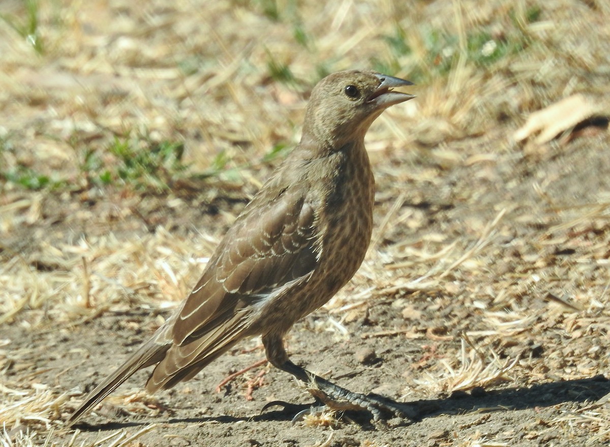 Brown-headed Cowbird - ML622902632