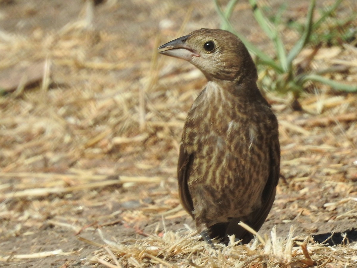 Brown-headed Cowbird - Kent Miller