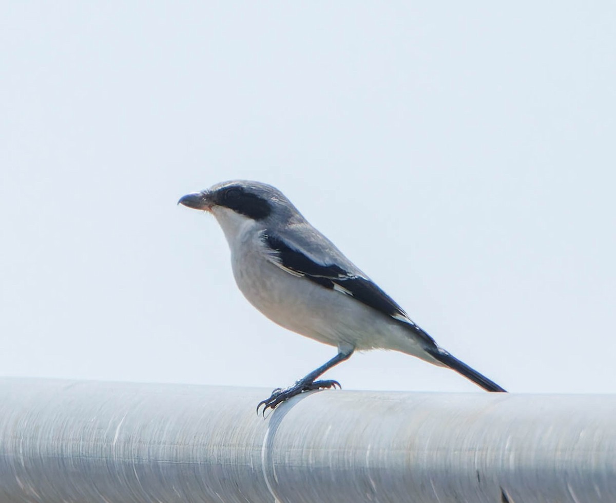 Loggerhead Shrike - ML622902638