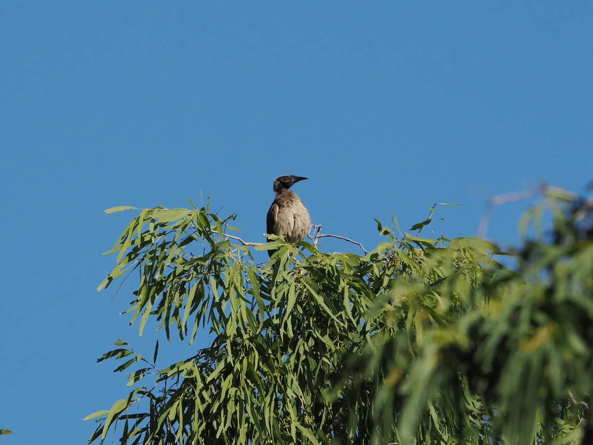 Helmeted Friarbird - ML622902641