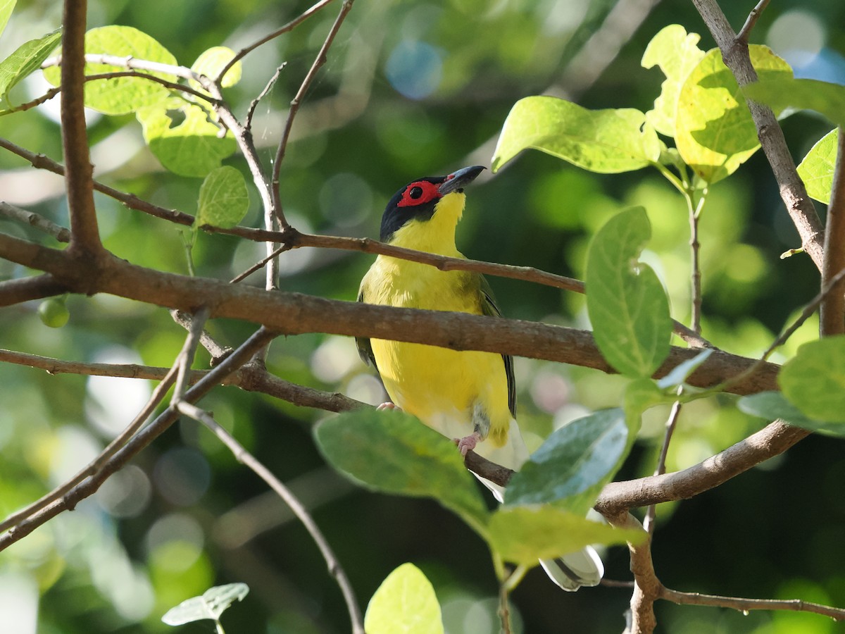 Australasian Figbird - ML622902643