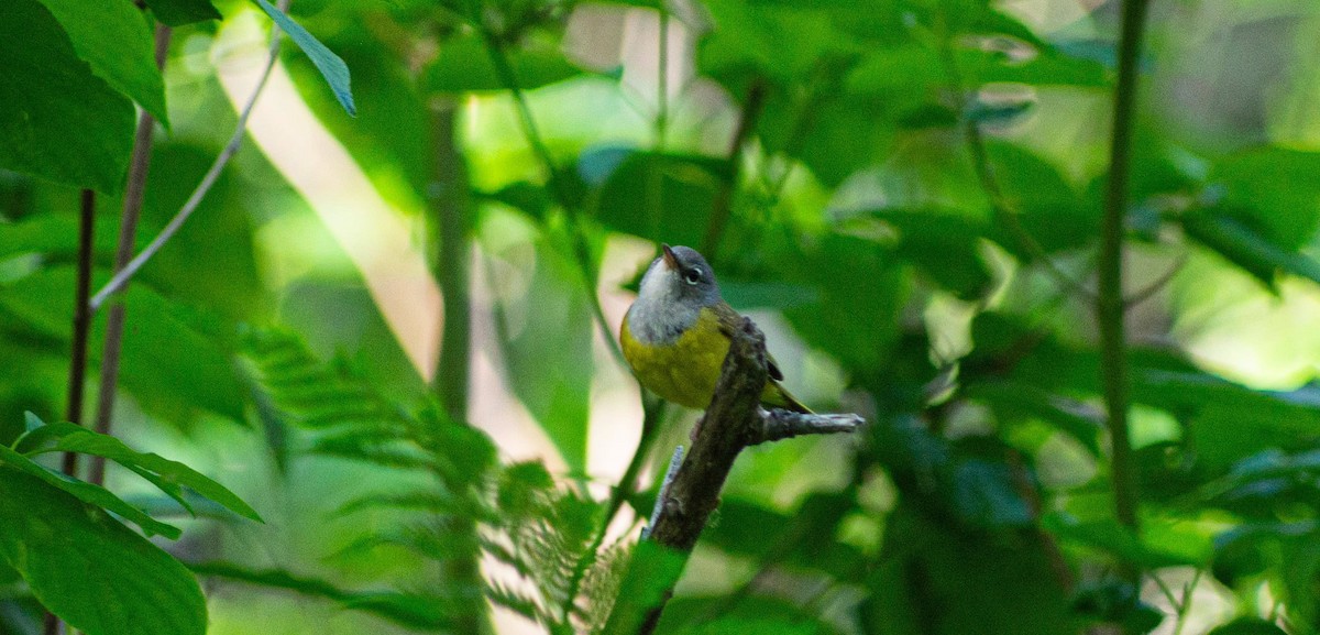 kjerrparula - ML622902666