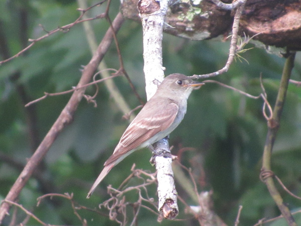 Eastern Wood-Pewee - ML622902670