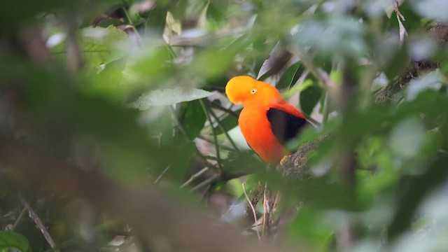 Andean Cock-of-the-rock - ML622902720