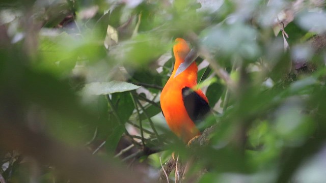 Andean Cock-of-the-rock - ML622902722