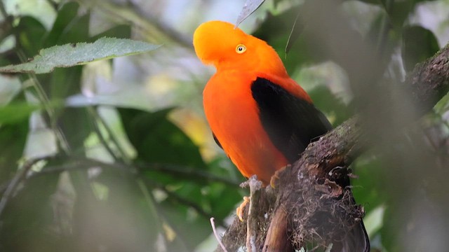 Andean Cock-of-the-rock - ML622902723