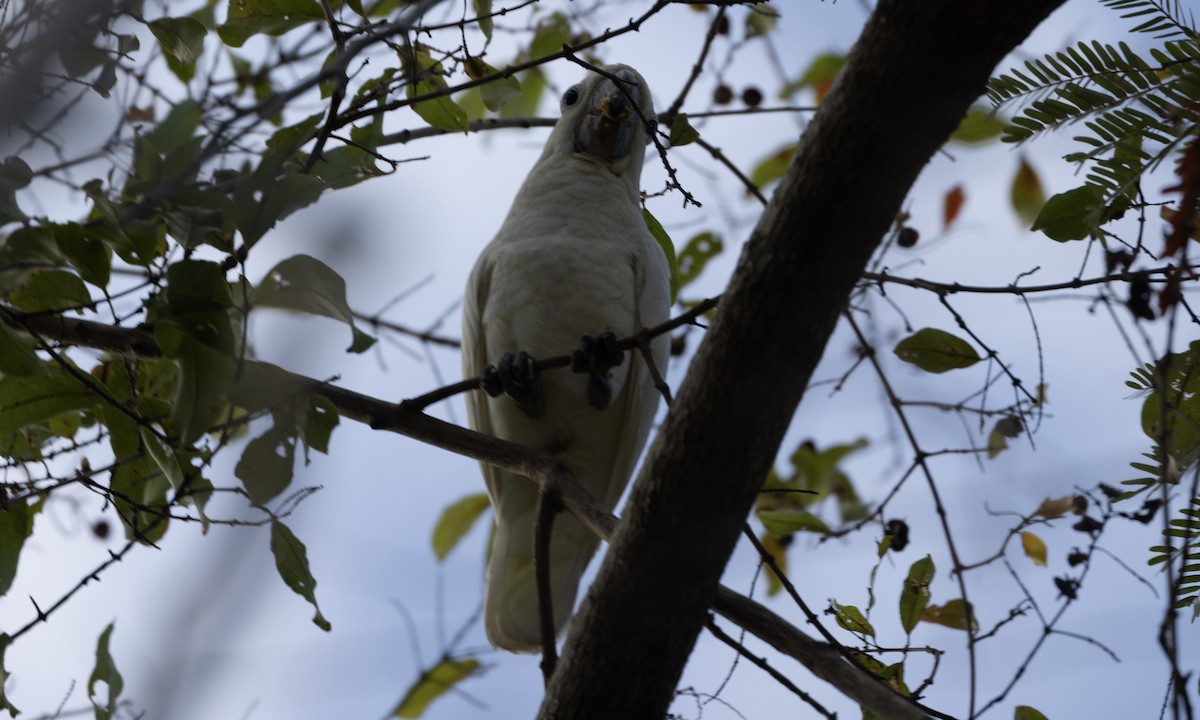 Yellow-crested Cockatoo - ML622902756