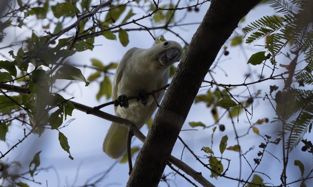 Yellow-crested Cockatoo - ML622902757