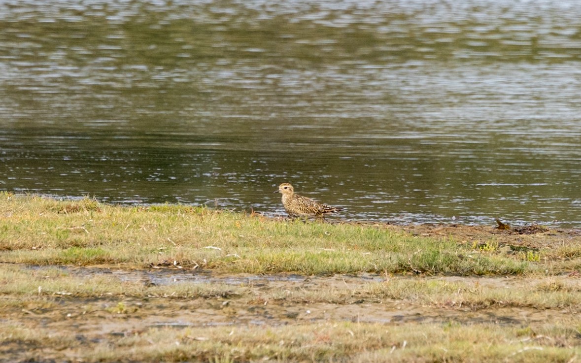 European Golden-Plover - ML622902816