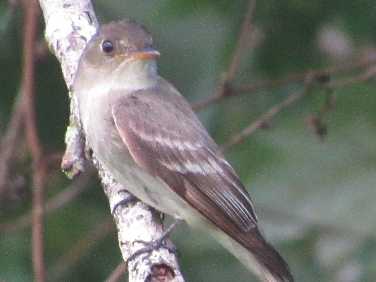 Eastern Wood-Pewee - ML622902837