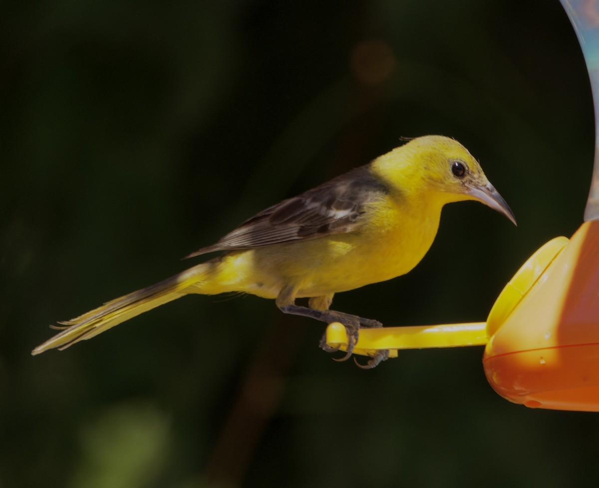 Hooded Oriole - Pair of Wing-Nuts