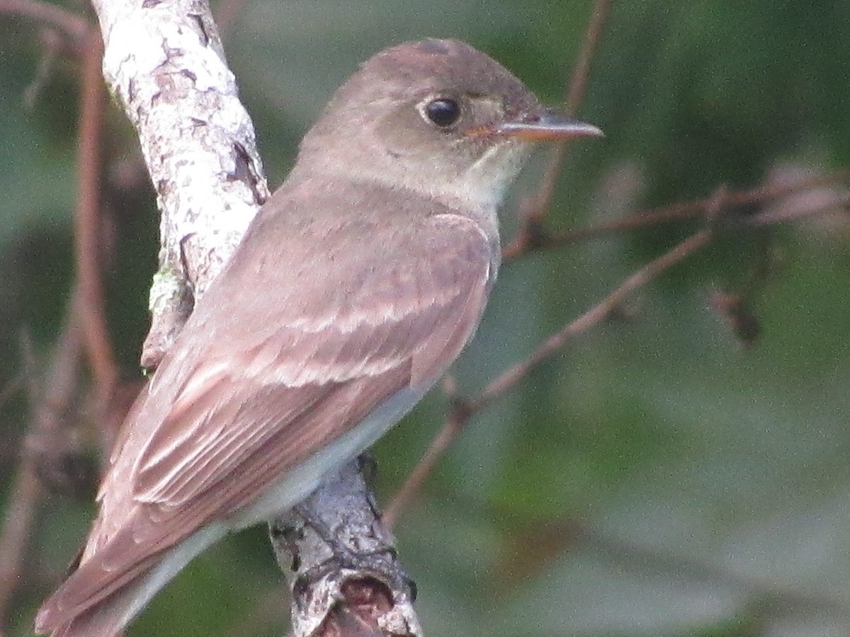 Eastern Wood-Pewee - ML622902870