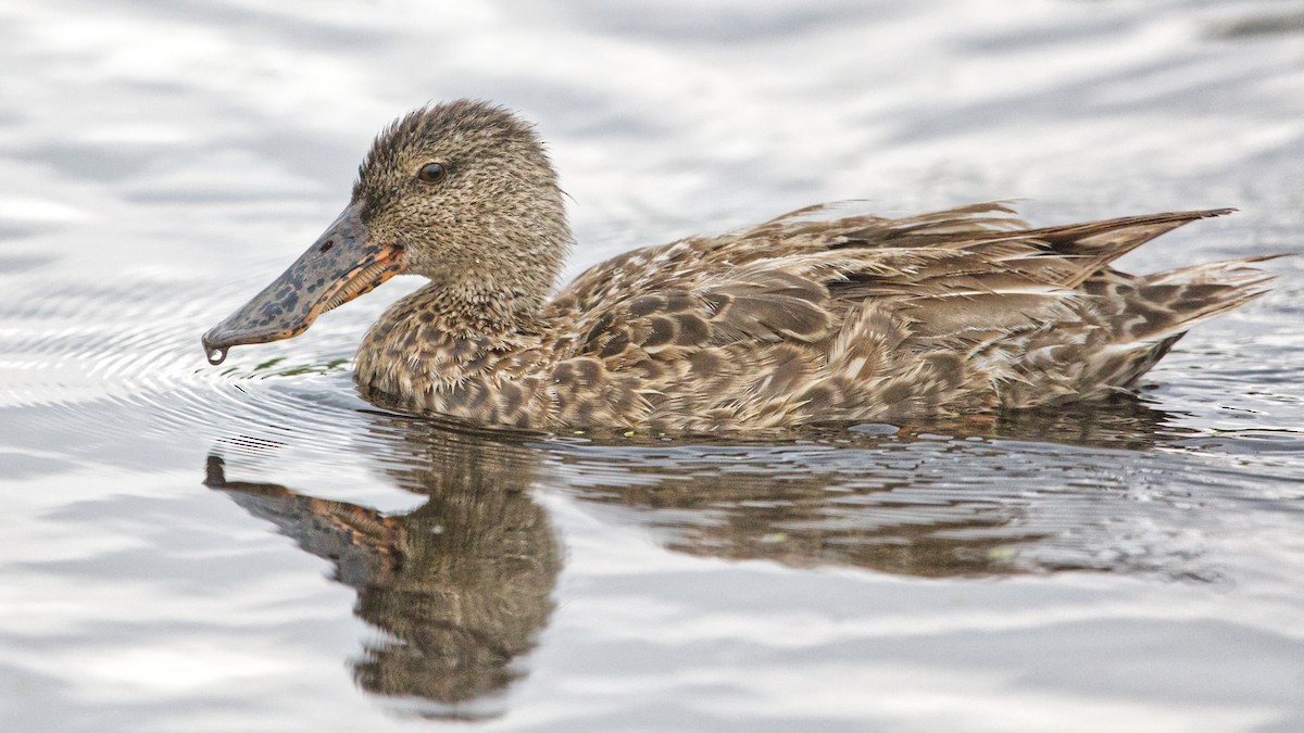 Northern Shoveler - Joel Weatherly