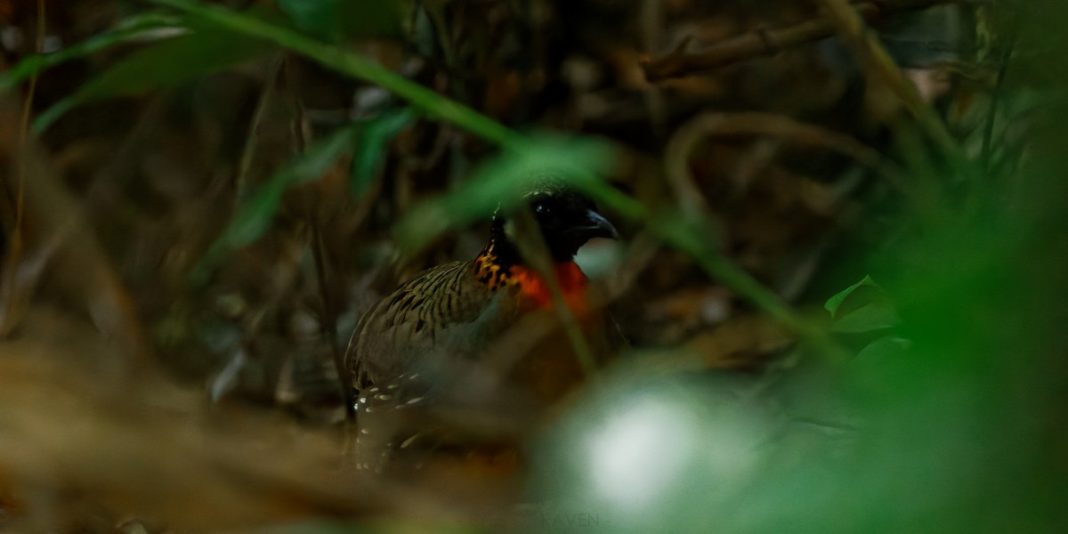 Hainan Partridge - ML622902990