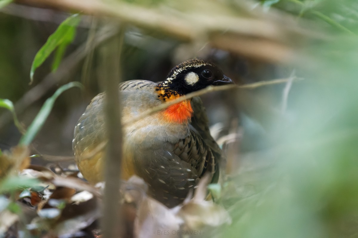 Hainan Partridge - ML622902991