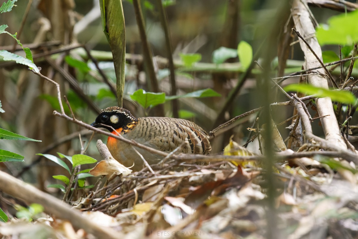 Hainan Partridge - ML622902992