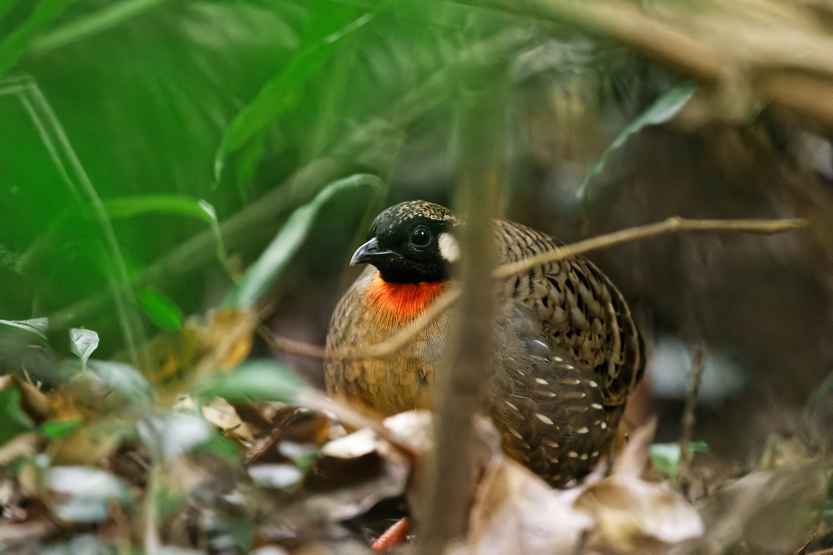 Hainan Partridge - ML622902993