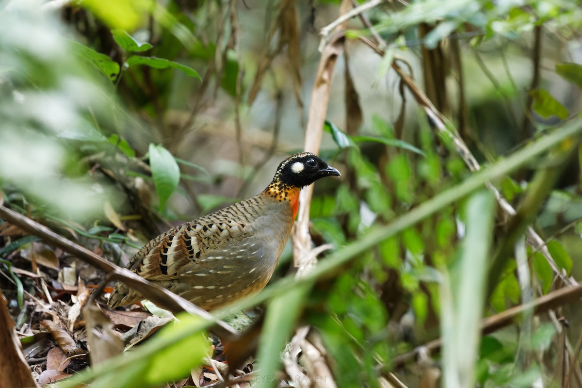 Hainan Partridge - ML622902994