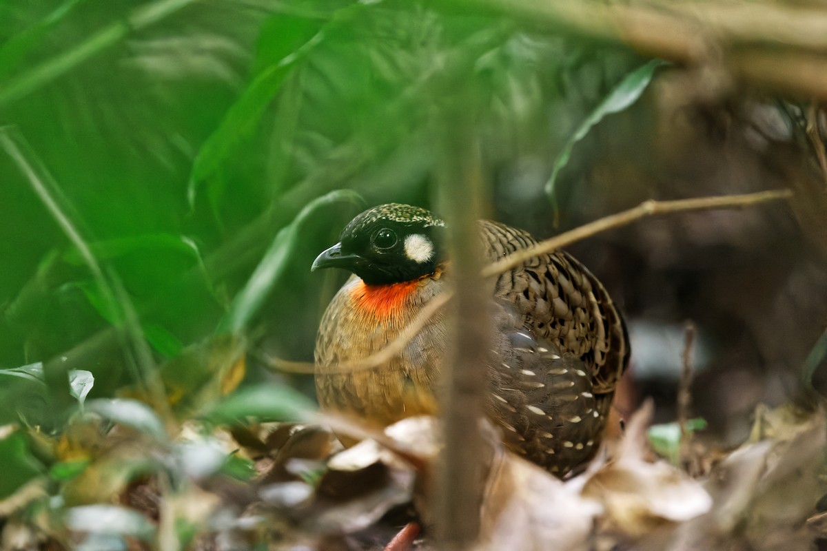 Hainan Partridge - ML622902995