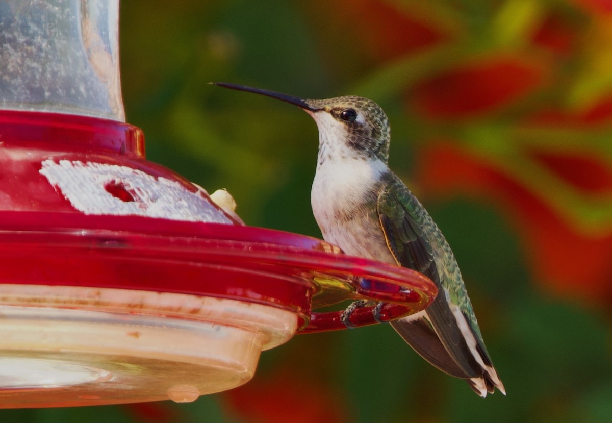 Black-chinned Hummingbird - ML622903002