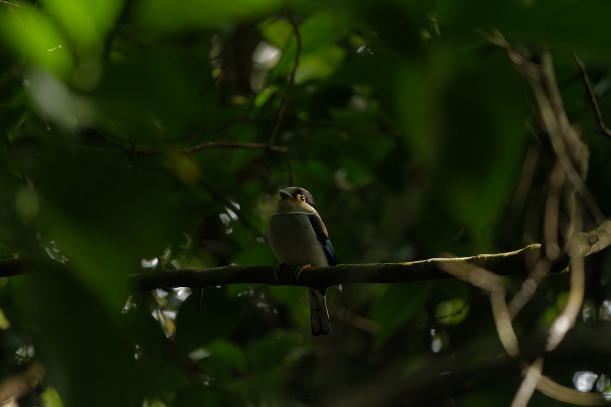 Silver-breasted Broadbill - ML622903017