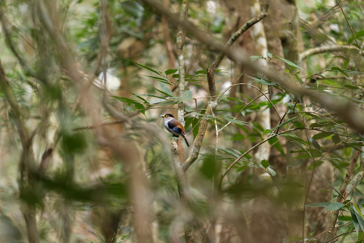 Silver-breasted Broadbill - ML622903019