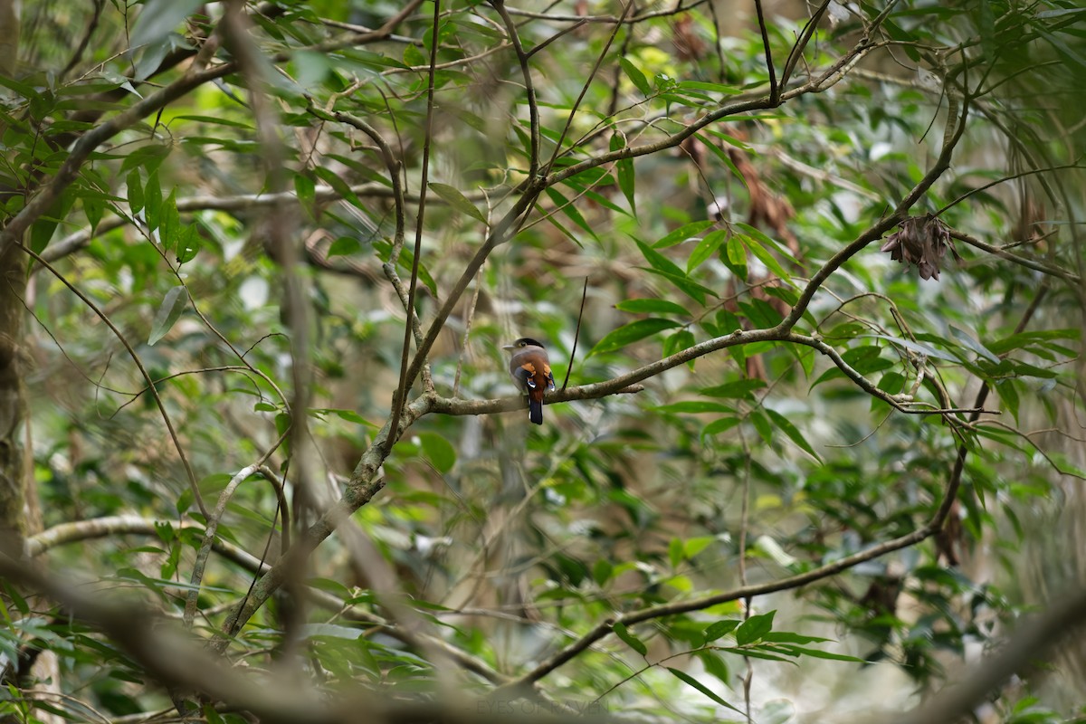 Silver-breasted Broadbill - Raven X