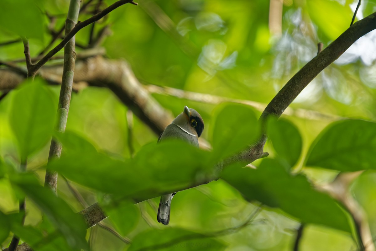 Silver-breasted Broadbill - Raven X