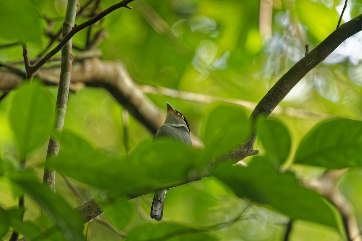 Silver-breasted Broadbill - ML622903022