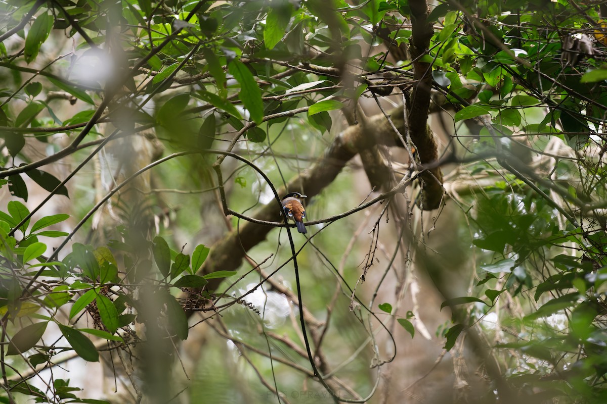 Silver-breasted Broadbill - ML622903023