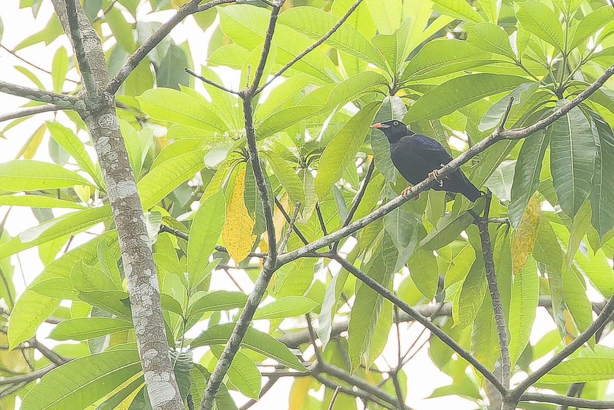 Sri Lanka Myna - ML622903033