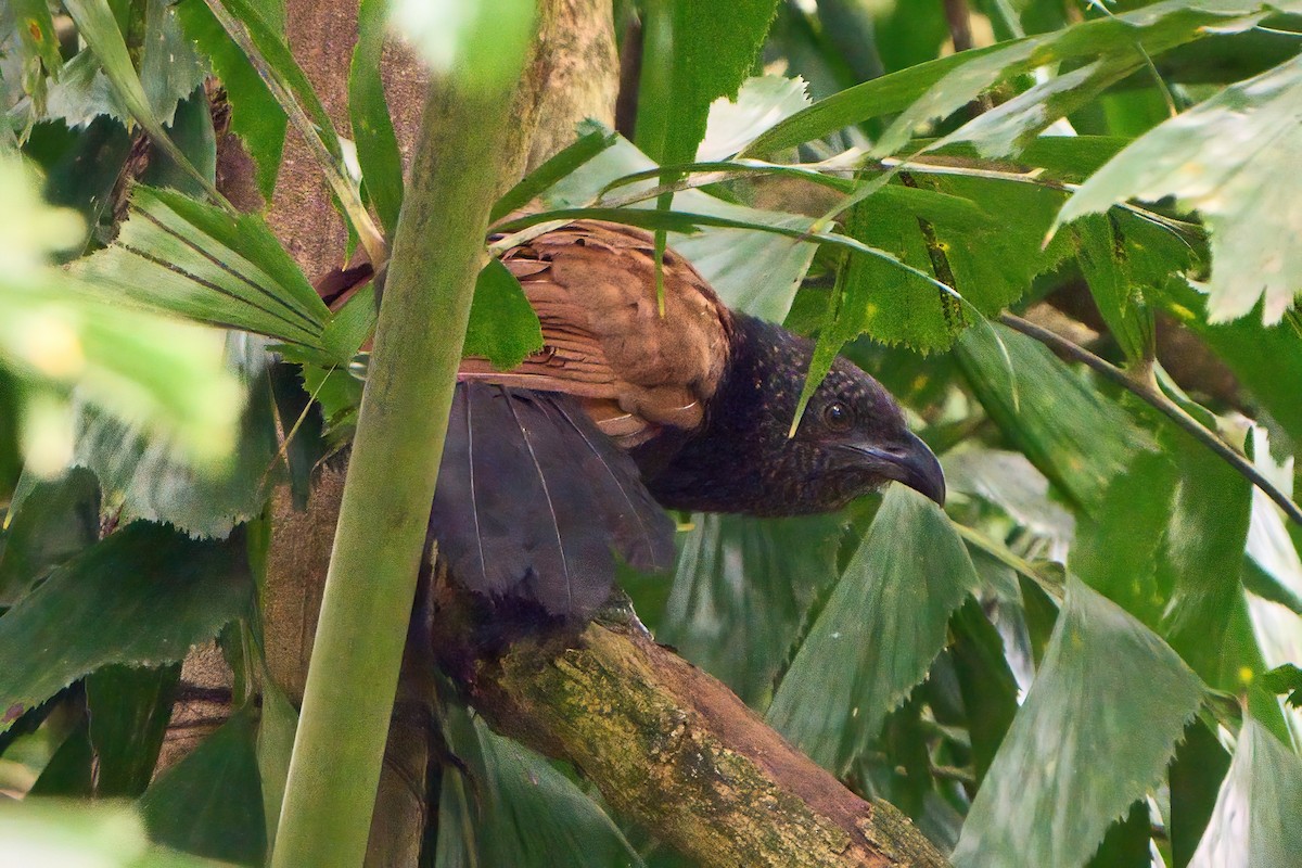 Greater Coucal - ML622903038