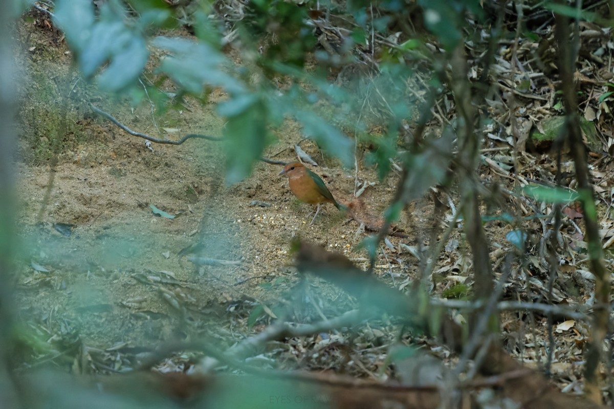 Blue-rumped Pitta - ML622903060