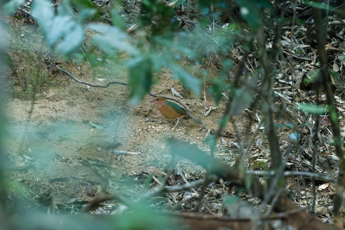 Blue-rumped Pitta - ML622903065