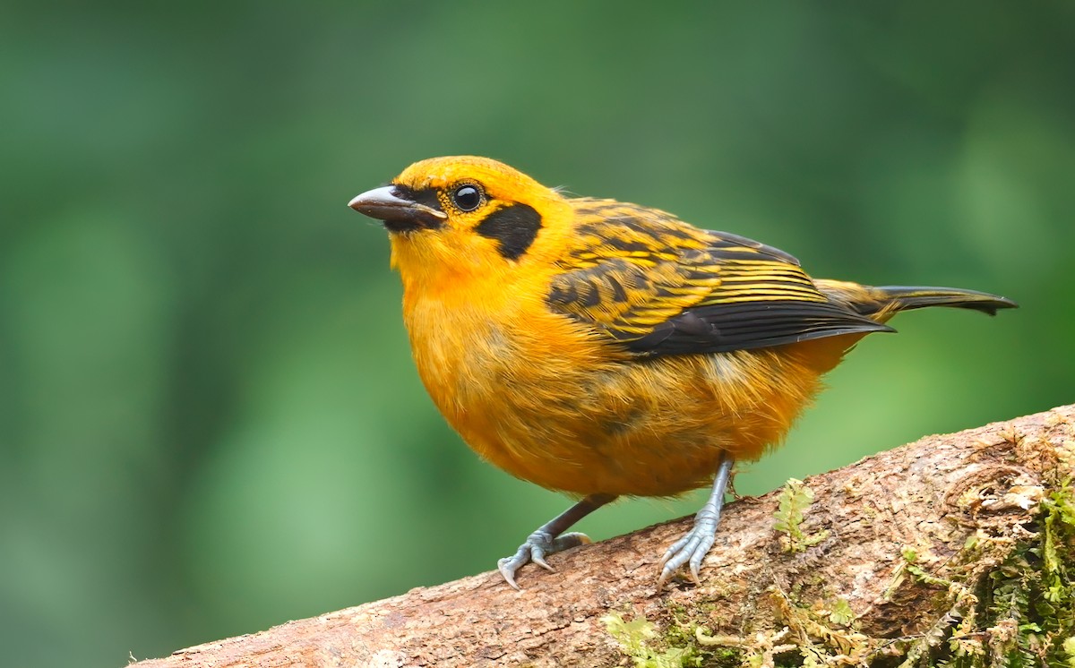 Golden Tanager - Mike Melton