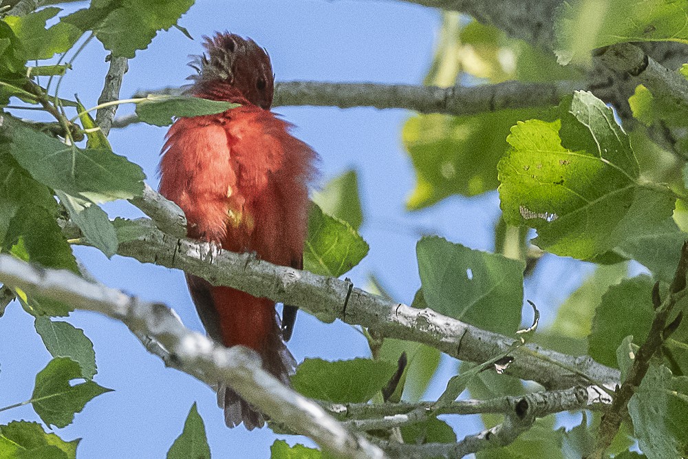 Piranga Roja - ML622903148