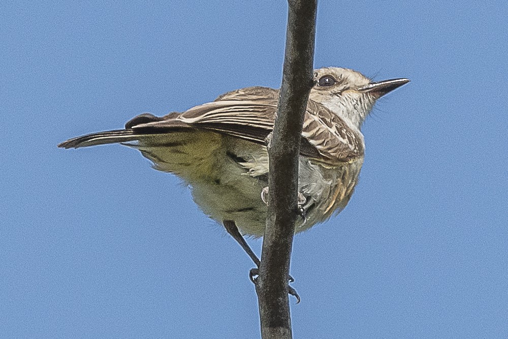 Mosquero Cardenal - ML622903159